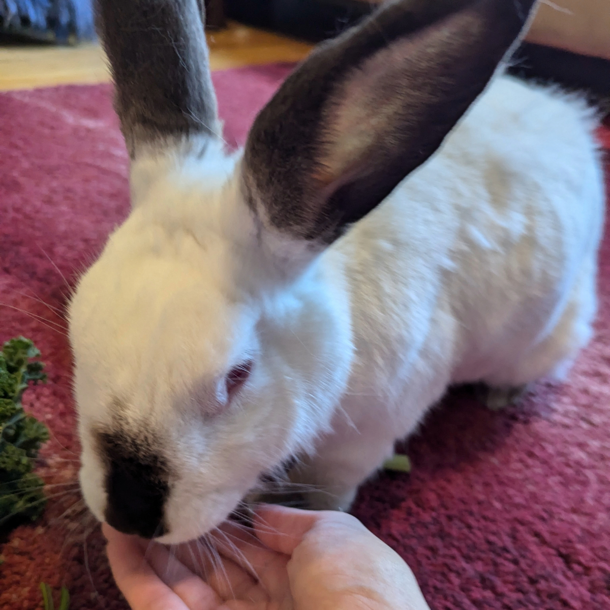 Rosie the Rabbit Rosie the Rabbit