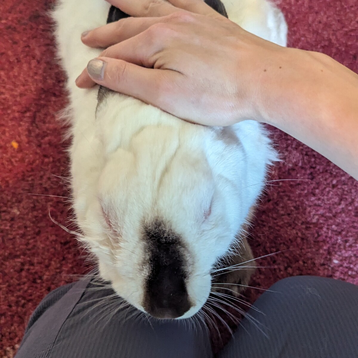 Rosie the Rabbit